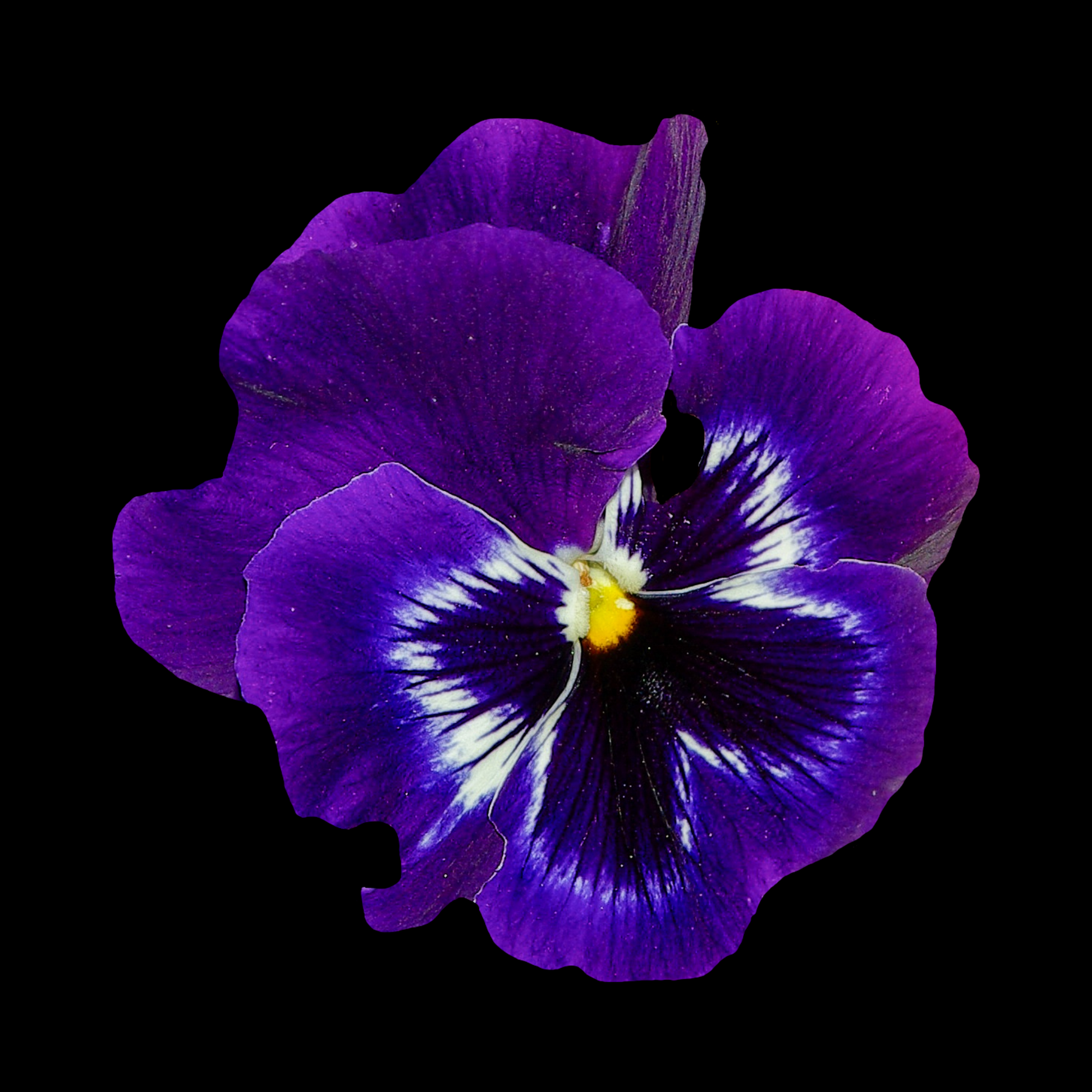 a singular vibrant purple pansy matrix midnight glow pansy flower with a yellow centre against a black background