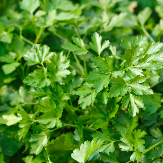 a close up of the bright green leaves of dark Italian parsley