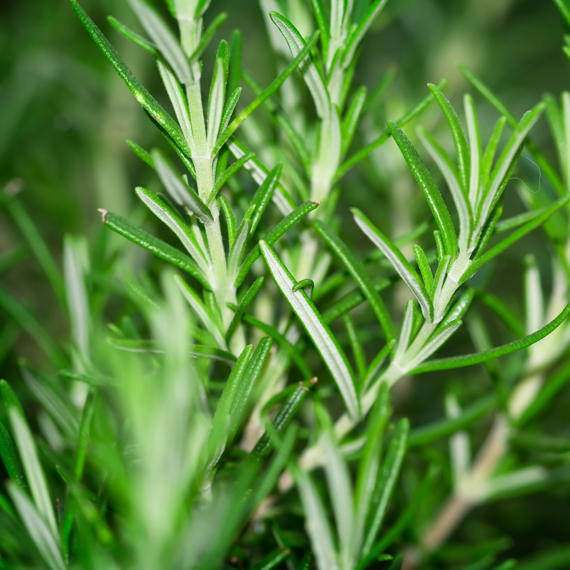 a close up of the herb leaves of a patio pot rosemary with a blurred background