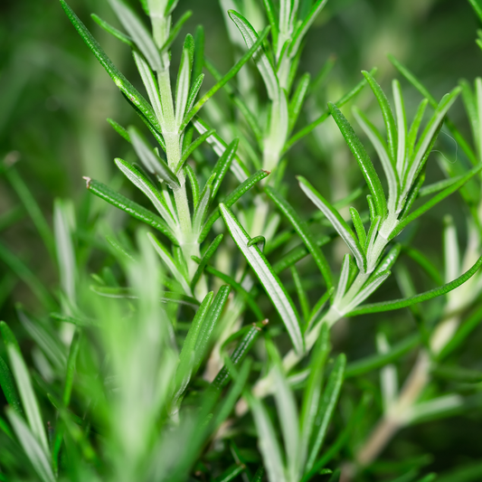 a close up of the herb leaves of a patio pot rosemary with a blurred background