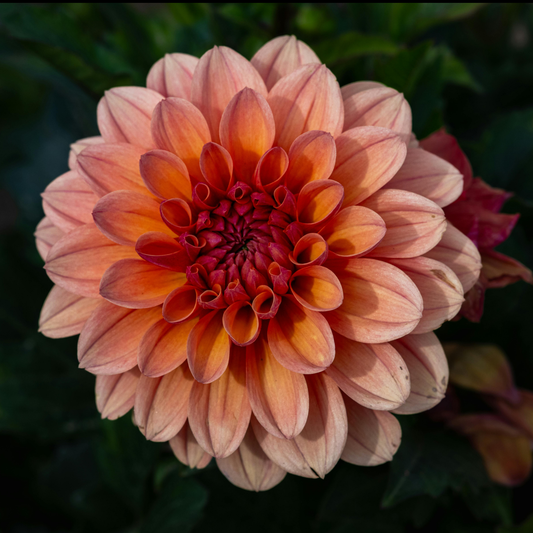 a close up of a pale orange Paula dahlia flower with a darker centre in an outdoor garden setting