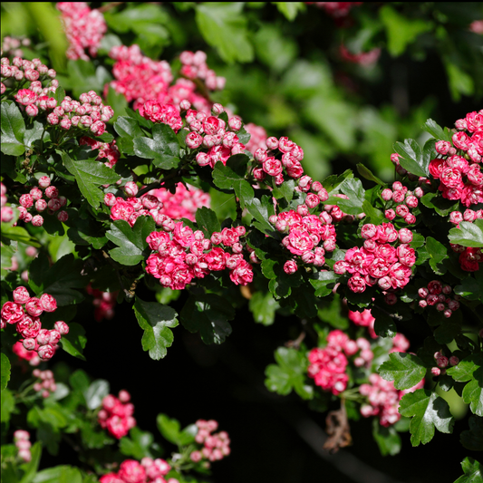 a close up of many bright pink Pauls scarlet hawthorn flowers with white centres surround by bright green leaves in an outdoor garden setting