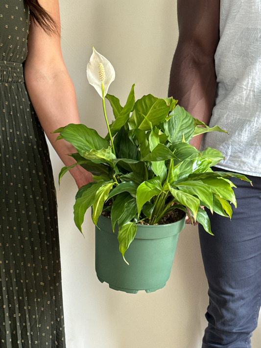 Two people holding a potted Peace Lily plant with green leaves and a white flower against a neutral background