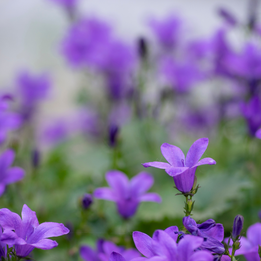 pearl deep blue bellflowers in a field of flowers and a blurred background
