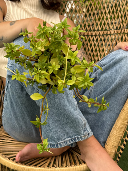 Person holding a small potted Pep-Amigo (Peperomia 'Amigo') plant in a casual setting