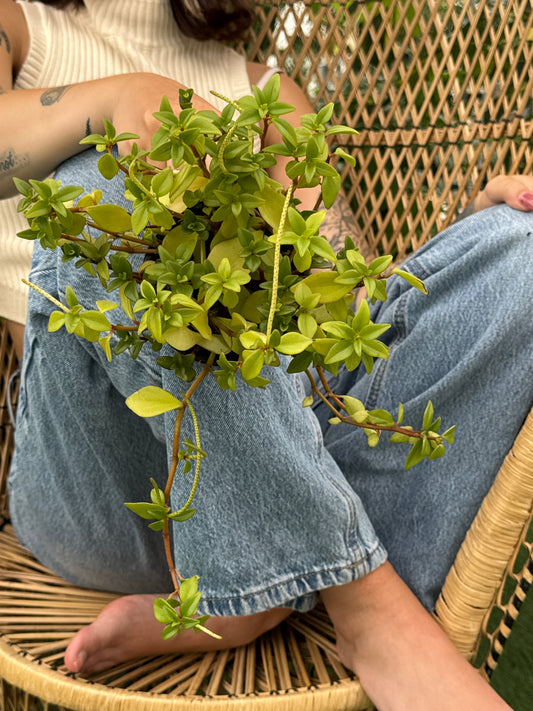 Person holding a small potted Pep-Amigo (Peperomia 'Amigo') plant in a casual setting