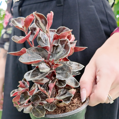 Person holding a potted peperomia Metallica plant with red and black/green leaves