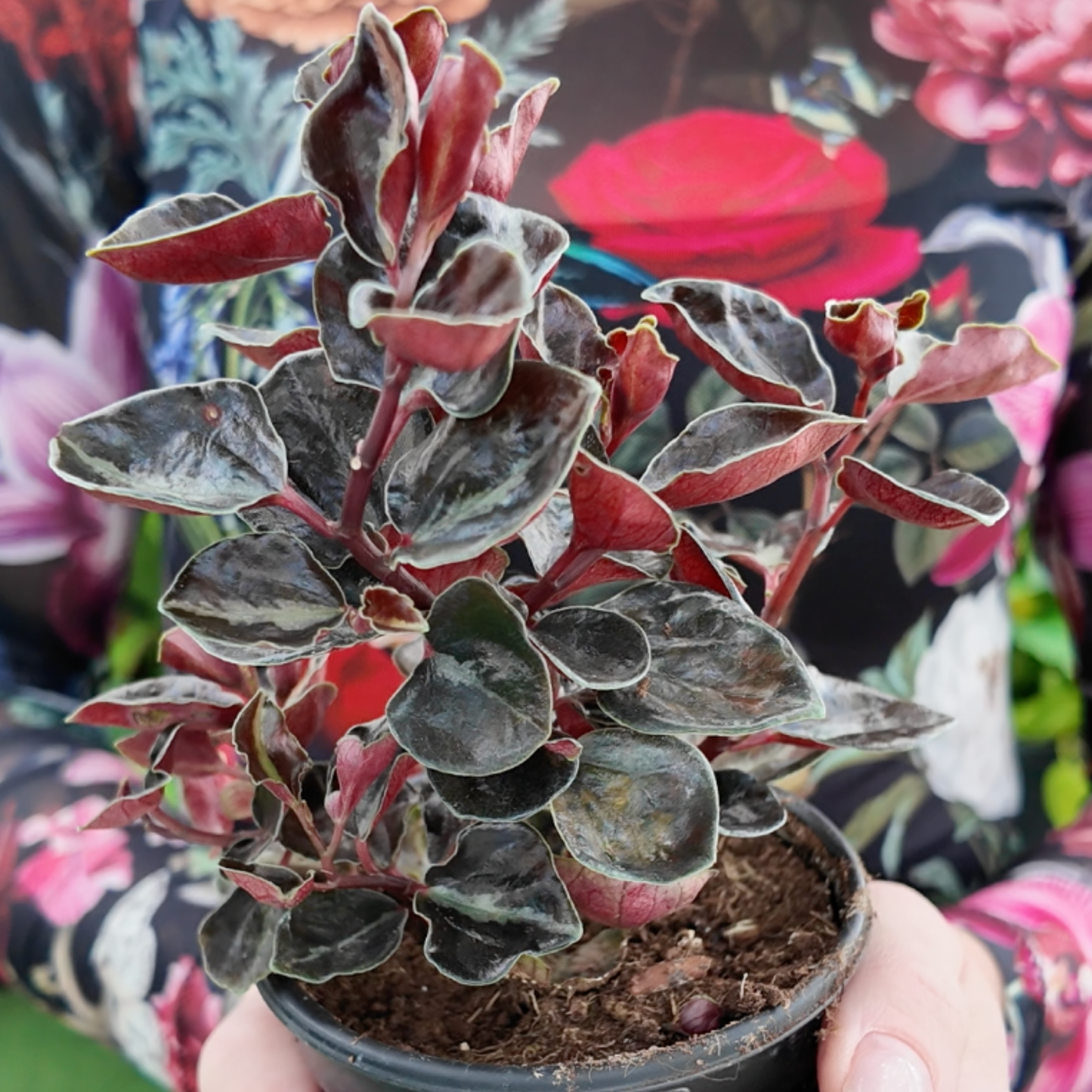 Small potted plant with red and black/ green leaves held by a person against a floral background