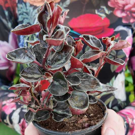 Small potted plant with red and black/ green leaves held by a person against a floral background