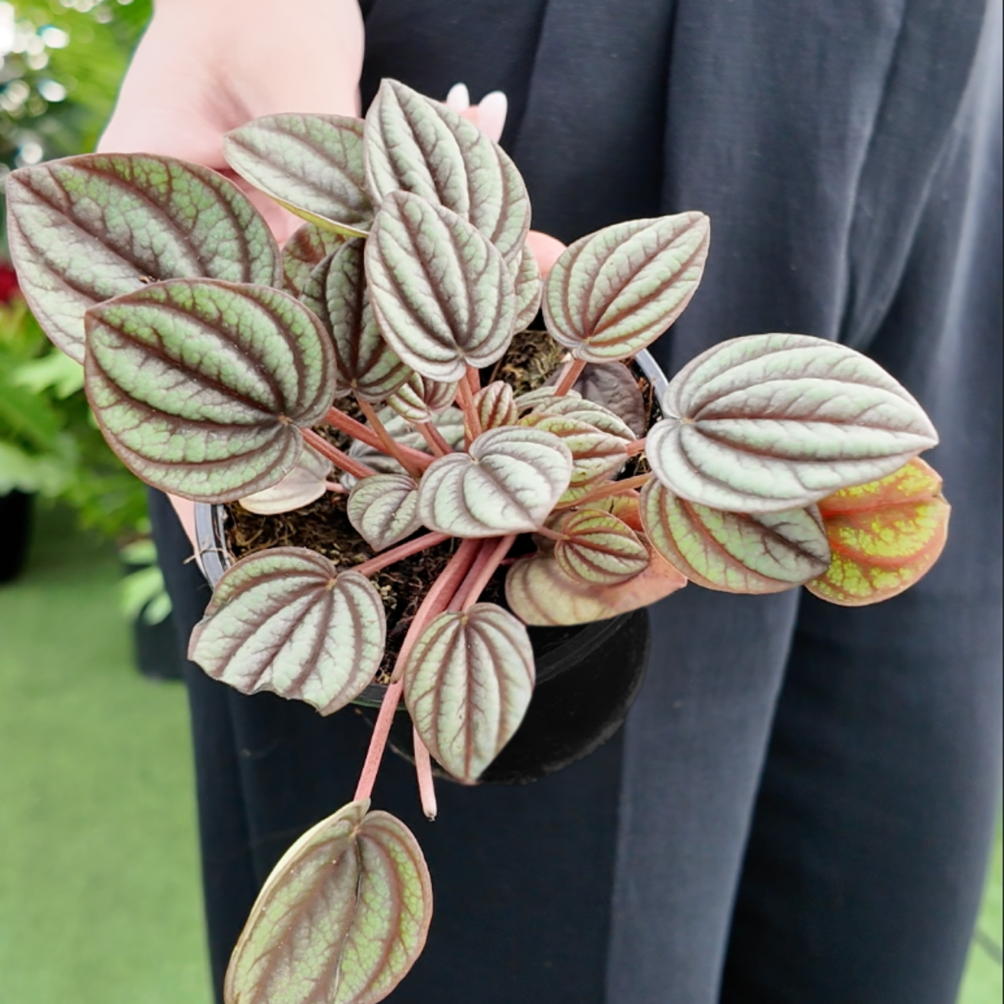 a picture of someone holding a Peperomia ‘Piccolo Banda’ plant with green and purple heart shaped leaves