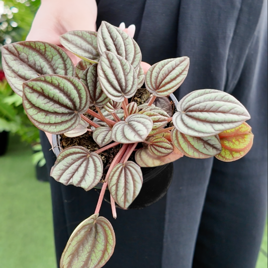 a picture of someone holding a Peperomia ‘Piccolo Banda’ plant with green and purple heart shaped leaves