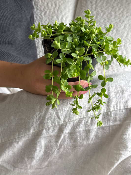 Hand holding a small green Peperomia Deppeand (Peperomia deppeana) plant against a light gray background