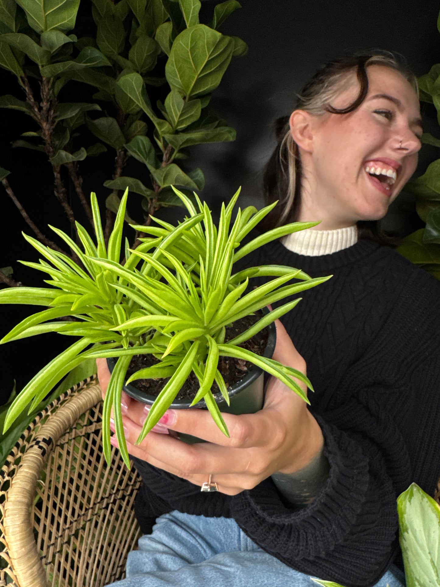 Person holding a potted Peperomia Happy Bean plant with a black background