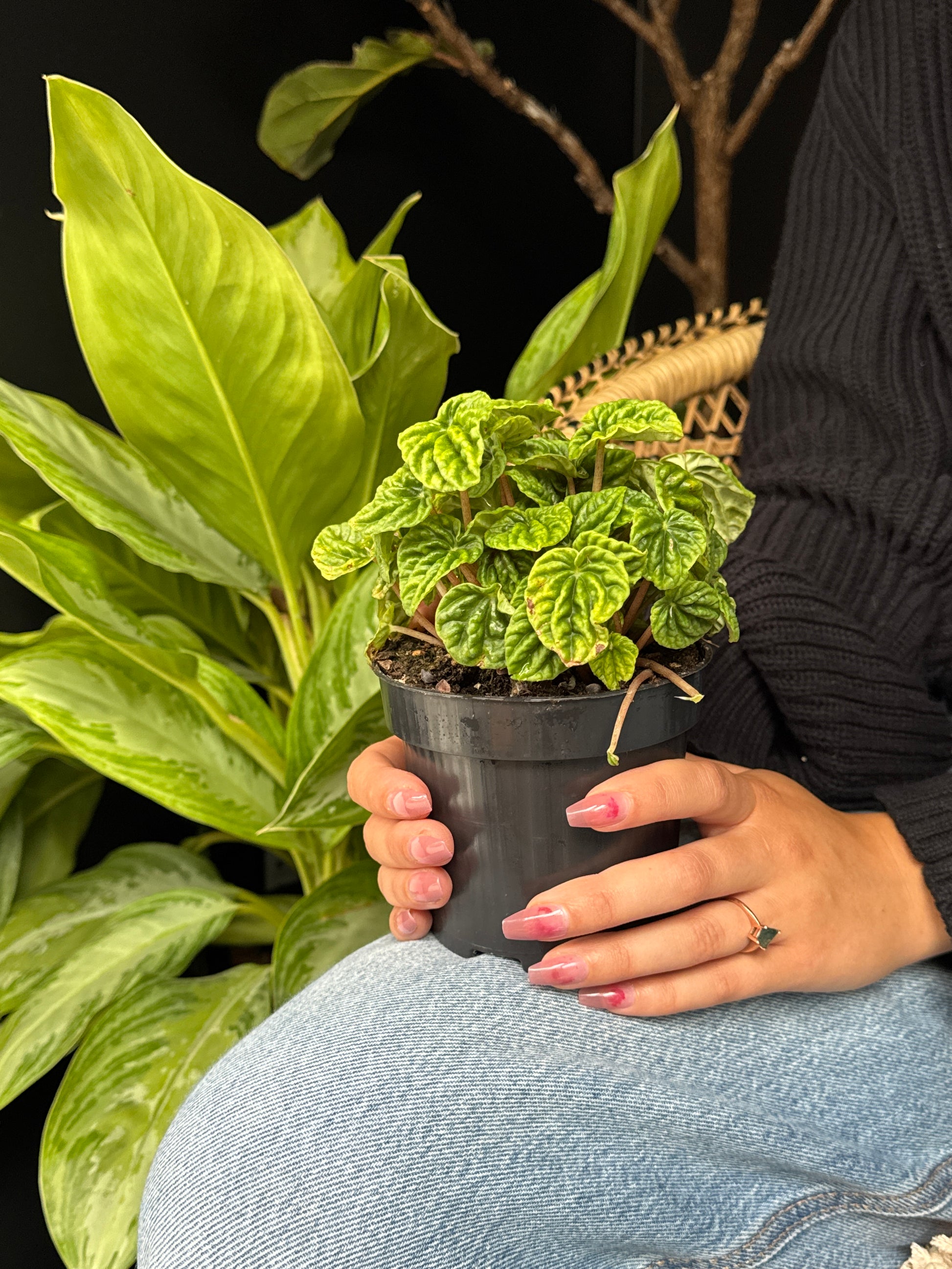 person holding peperomia ripple plant with foliage background