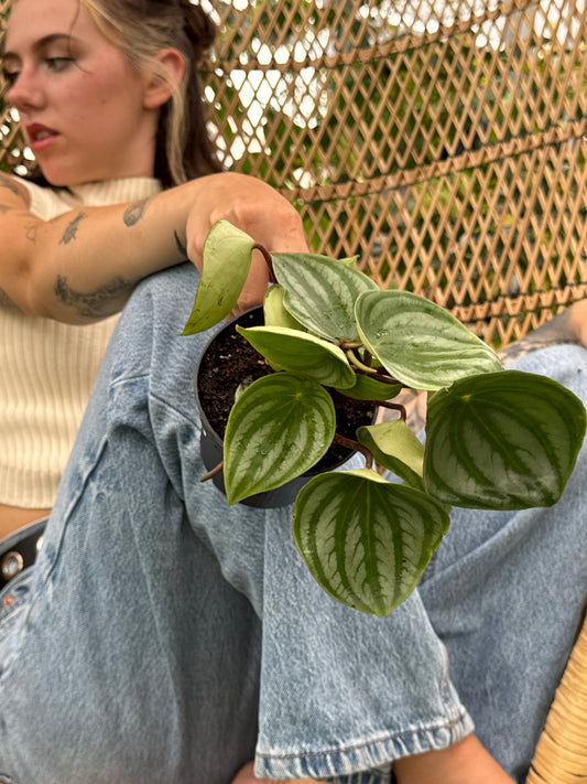 Person holding a small potted Peperomia ‘Watermelon’ (Peperomia argyreia) plant with a textured wall in the background