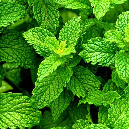 a close up of the bright green serrated leaves of a peppermint plant