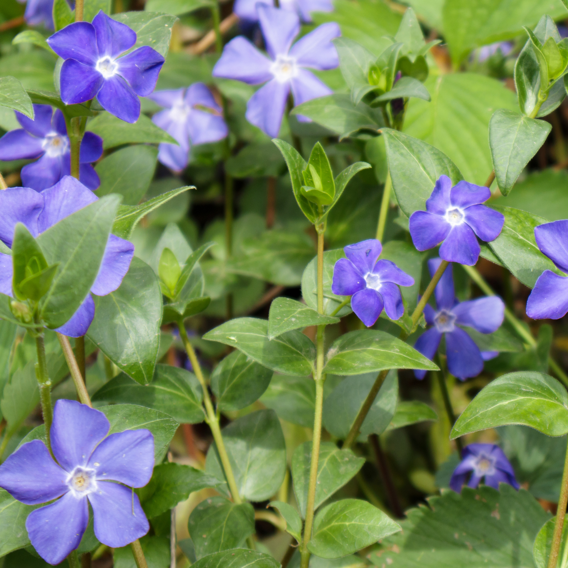 Blue periwinkle illumination vinca minor flowers with white centers growing among green leaves in a garden setting.