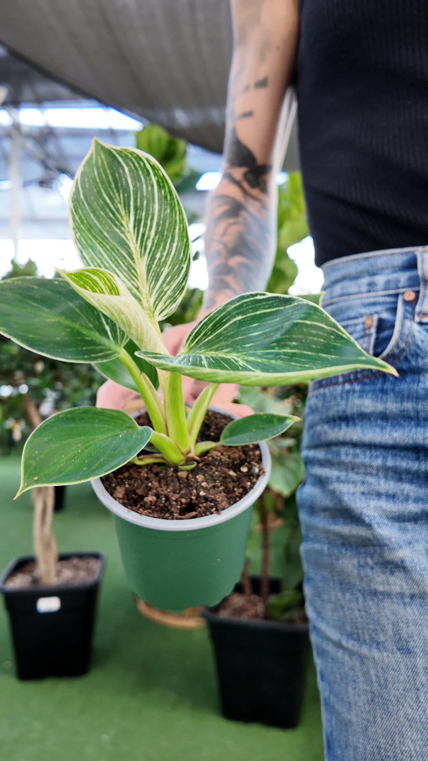 Person holding a potted philodendron Birkin plant with green leaves in a greenhouse setting
