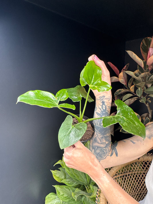 Person holding a green leafyPhilo Goeldii plant against a dark background with greenery in the back