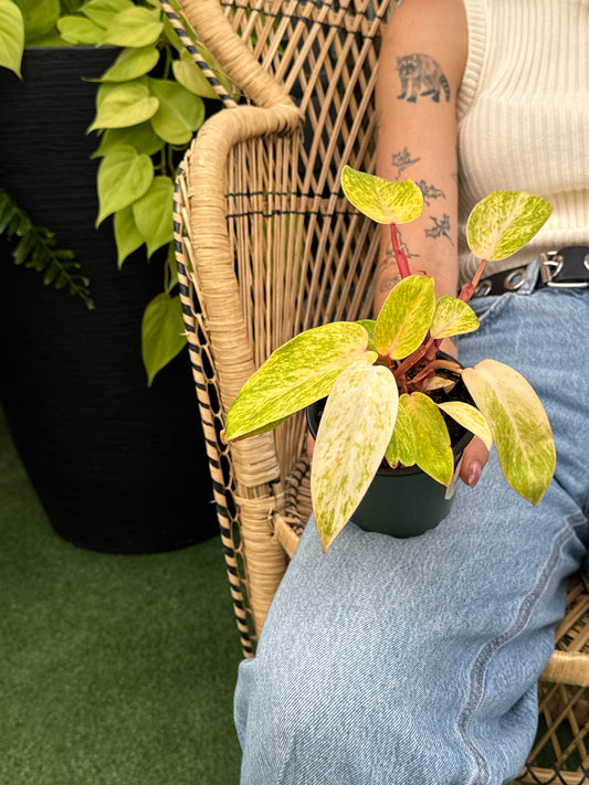 Person holding a potted Philo Paraiso (Philodendron 'Paraiso Verde') plant with green and yellow leaves on a wicker chair.