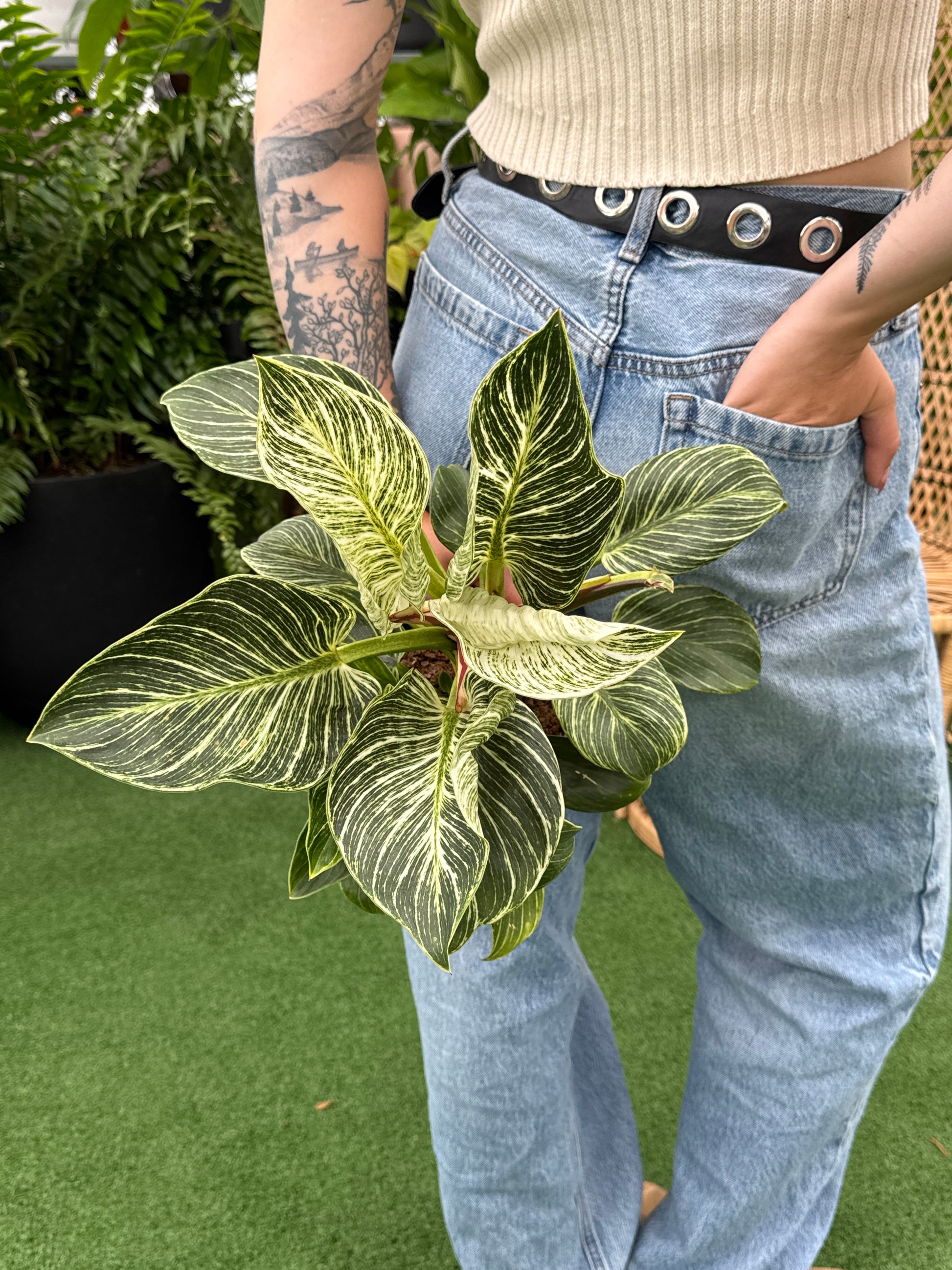 a person holing a Philodendron Birkin plant behind their back with greenery background