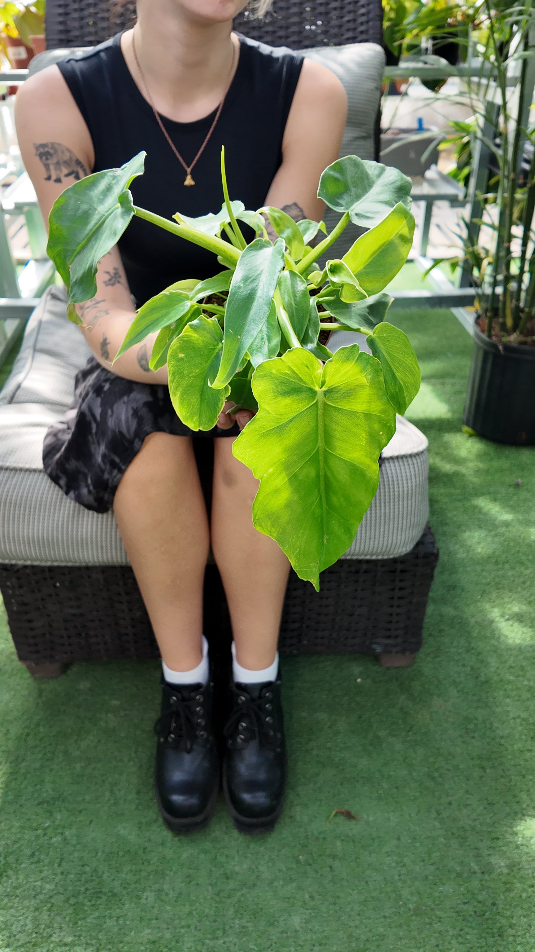 Person holding a green Philodendron Bob Cee plant in a greenhouse setting