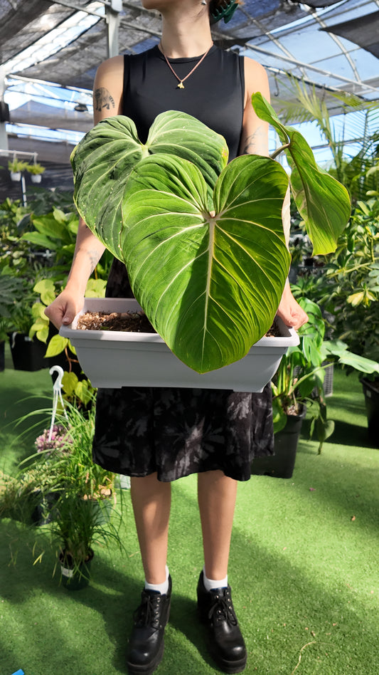 Person holding a large green leafy Philodendron Glorissum plant in a pot within a greenhouse setting