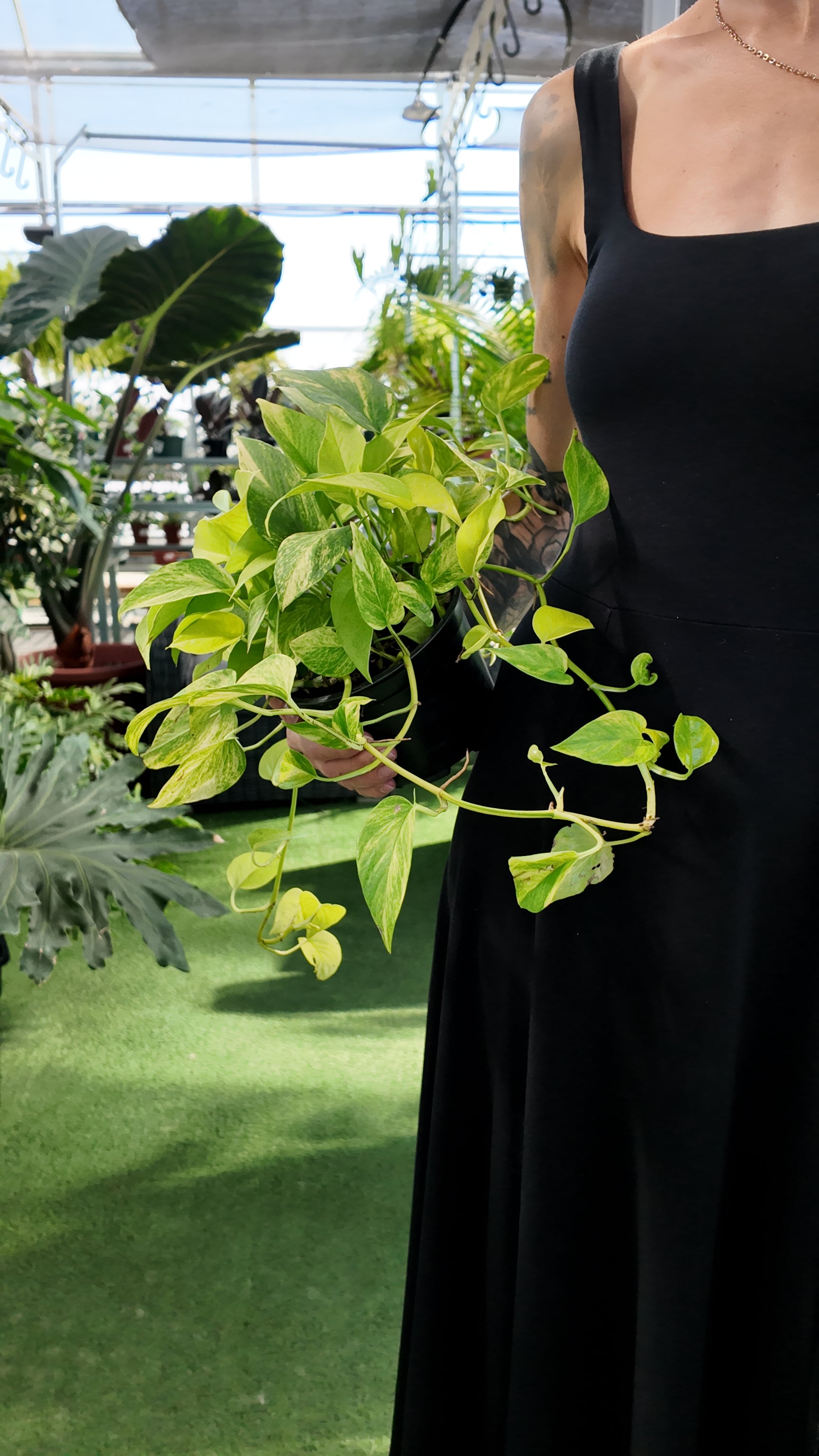 a person holding a potted philodendron neon plant in a greenhouse setting