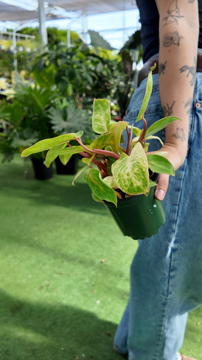 Person holding a small potted philodendron painted lady plant with green leaves in an outdoor setting