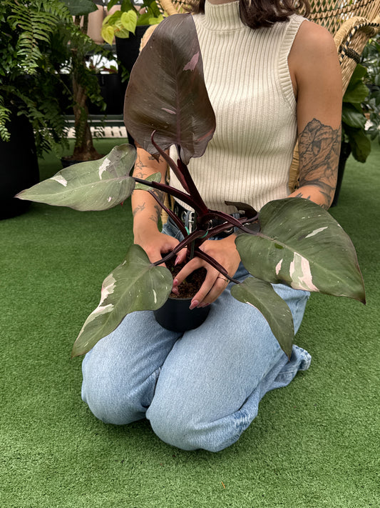 Person holding a Philodendron ‘Pink Princess’ plant on a green surface