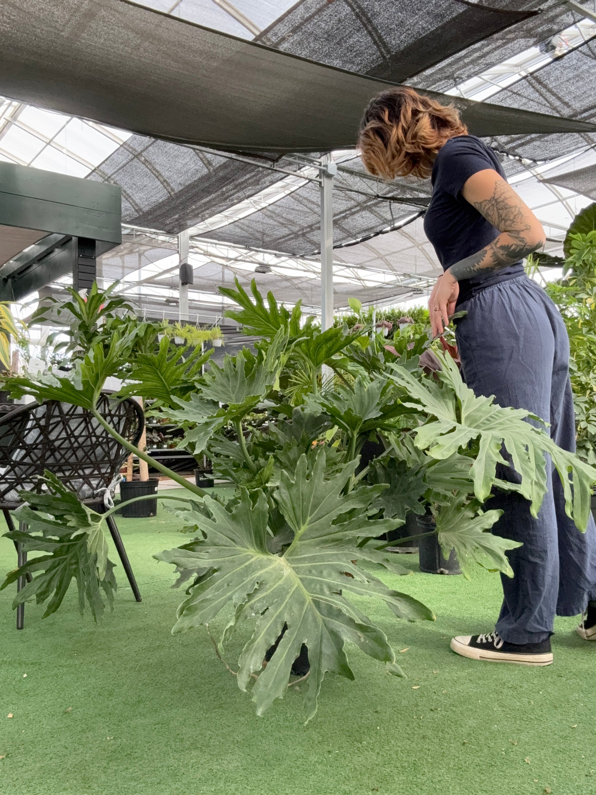 Person interacting with a large green Philodendron Selloum plant in an indoor setting