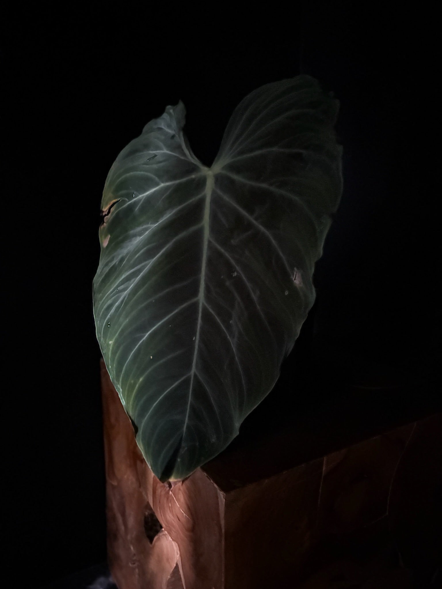 Large green leaf Philodendron Splendid plant against a dark background