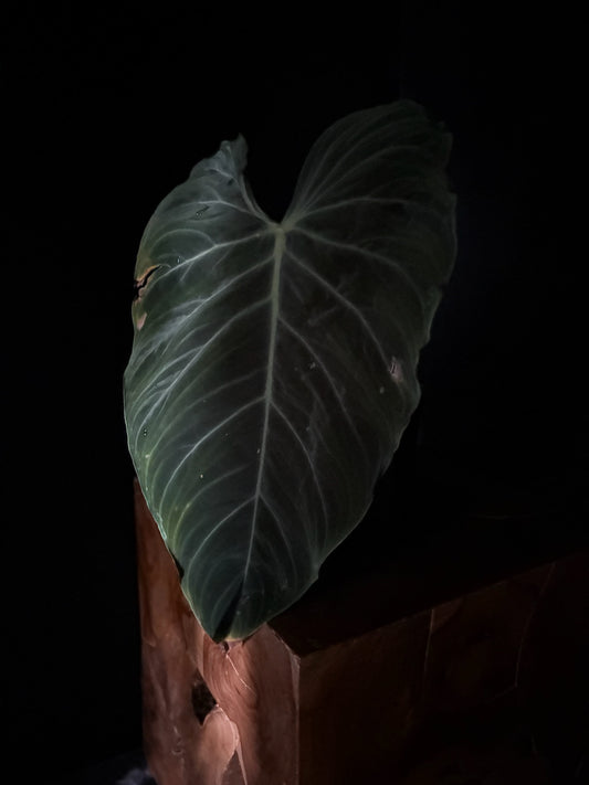 Large green leaf Philodendron Splendid plant against a dark background