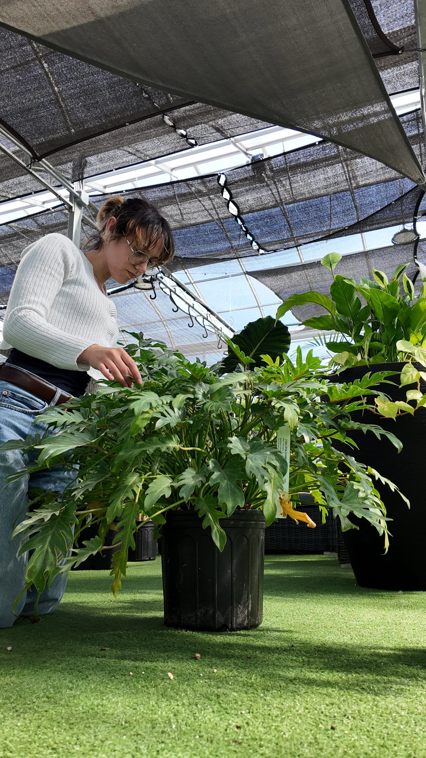 person inspecting a potted philodendron Xanadu plant in a greenhouse setting