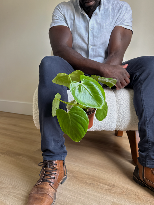 Person sitting on a white chair with wooden legs holding a potted Philodendron grazielae plant with green waxy leaves against a white background with wooden floors