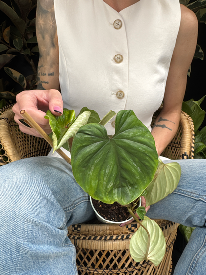 Person holding a potted Philodendron plowmanii plant sitting in a wicker chair and dark greenery in the background