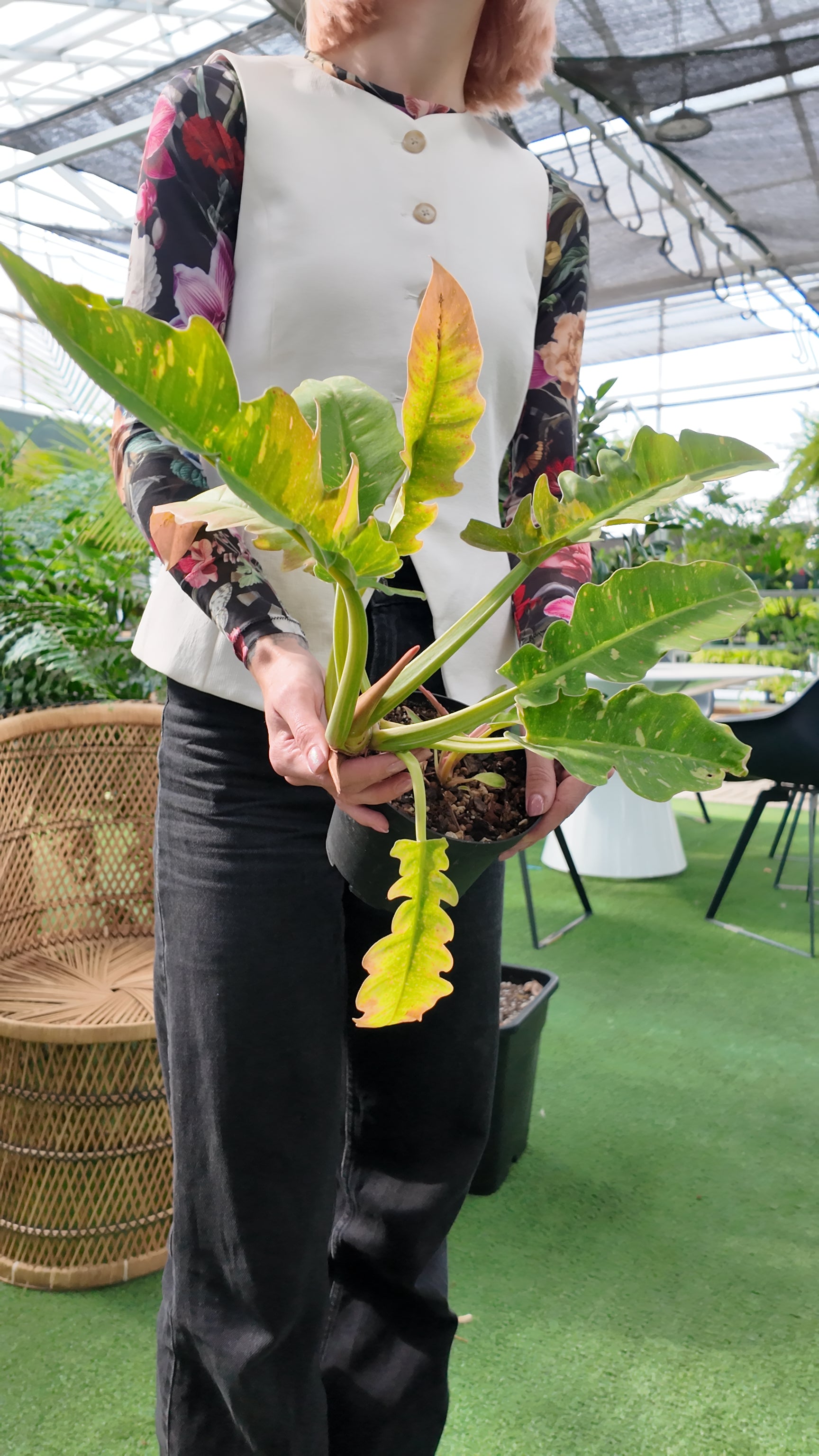 Person holding a leafy green philodendron ring of fire plant in an indoor greenhouse setting