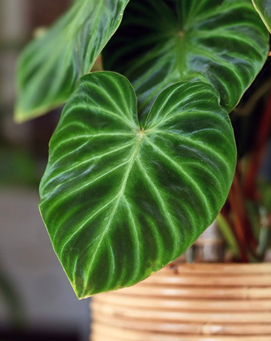 Close-up of a green leaf with a blurred background