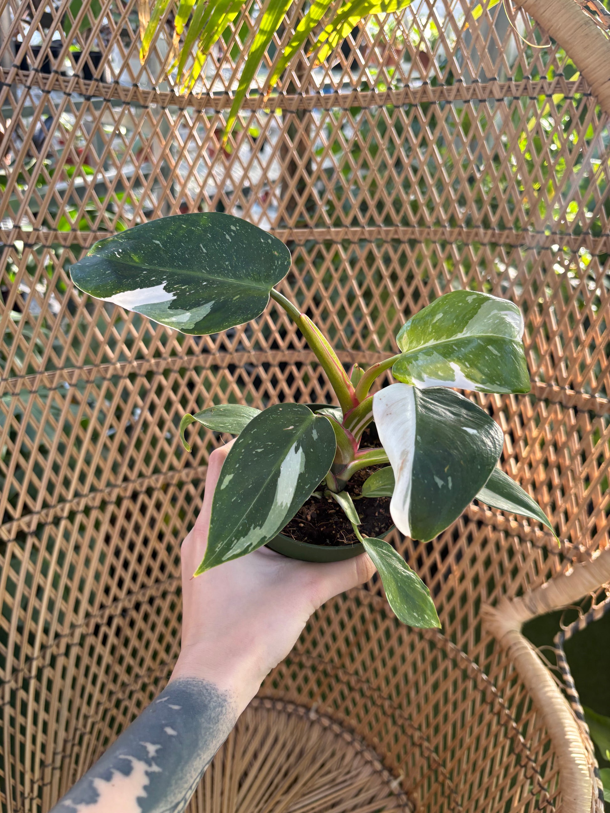 Hand holding a potted Philodendron white princess plant with a wicker background