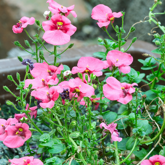 many piccadilly pink disci flowers with yellow centres with bright green stems in an outdoor garden setting
