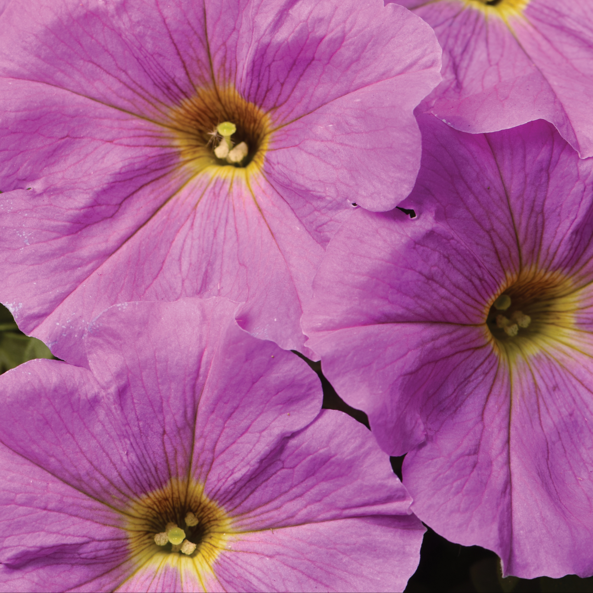 Close-up of three blooming purple picobella light lavender petunia flowers with yellow centers and subtle red streaks radiating from the middle.