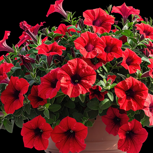 a potted picobella red petunia plant with bright red flowers with darker centres and a black background
