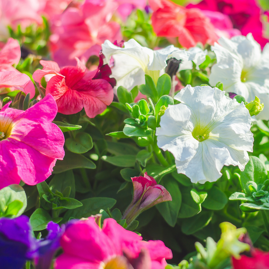 many brightly coloured picobella mixed petunia flowers with green leaves in an outdoor garden setting
