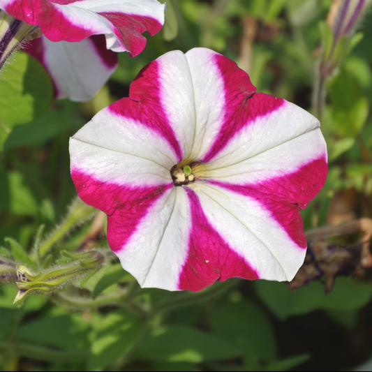 a close up of a bright pink and white picobella rose star petunia in an outdoor garden setting