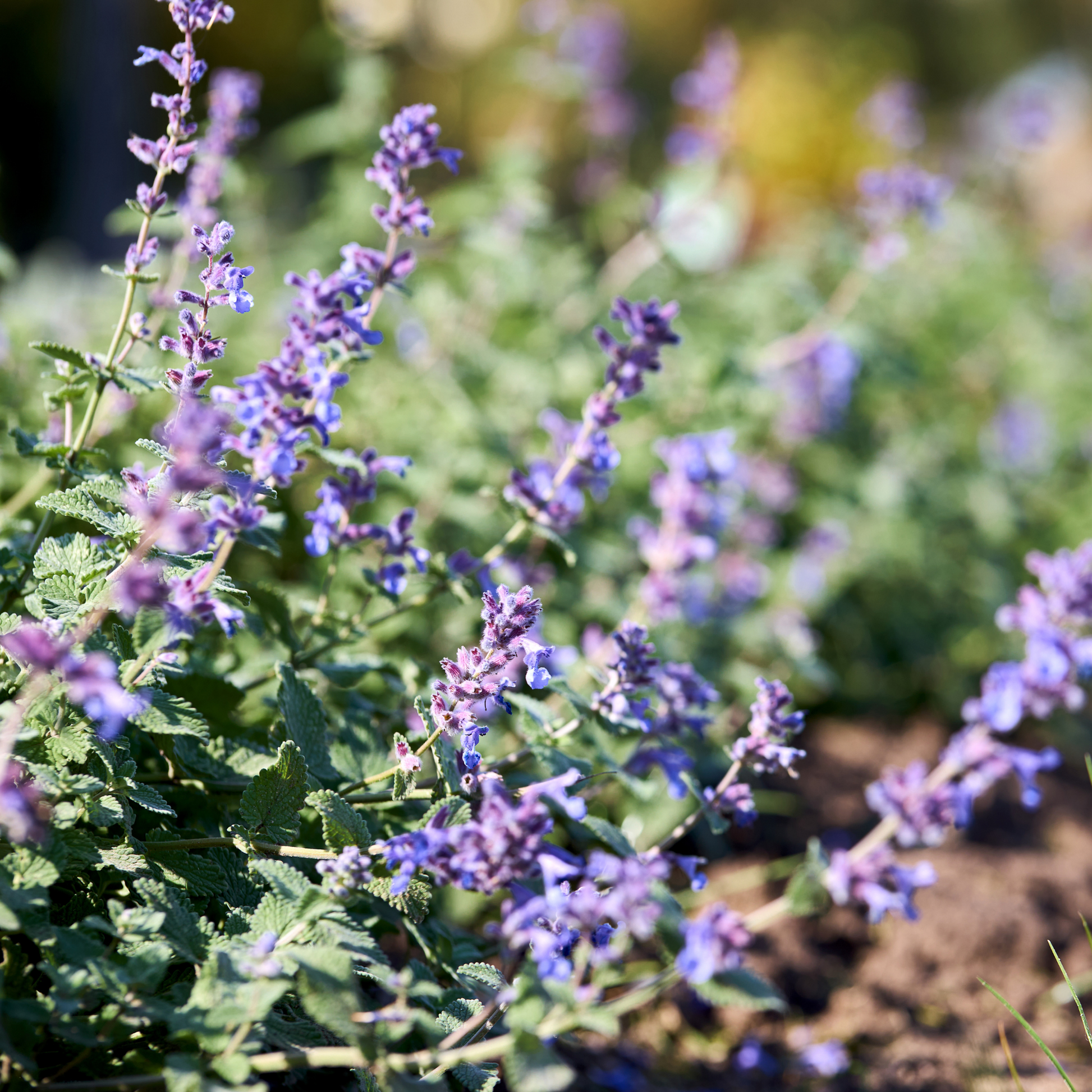 bright purple picture perfect catmint plant in an outdoor garden setting