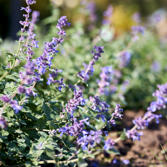 bright purple picture perfect catmint plant in an outdoor garden setting