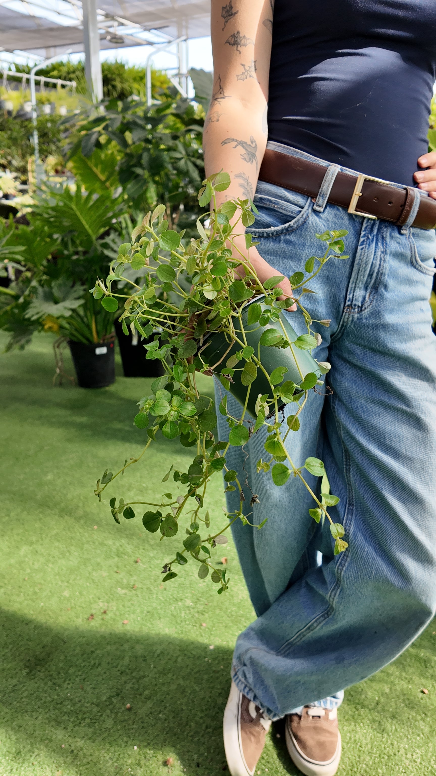 Person holding a potted Pilea 'Kiereweed' plant in a greenhouse setting