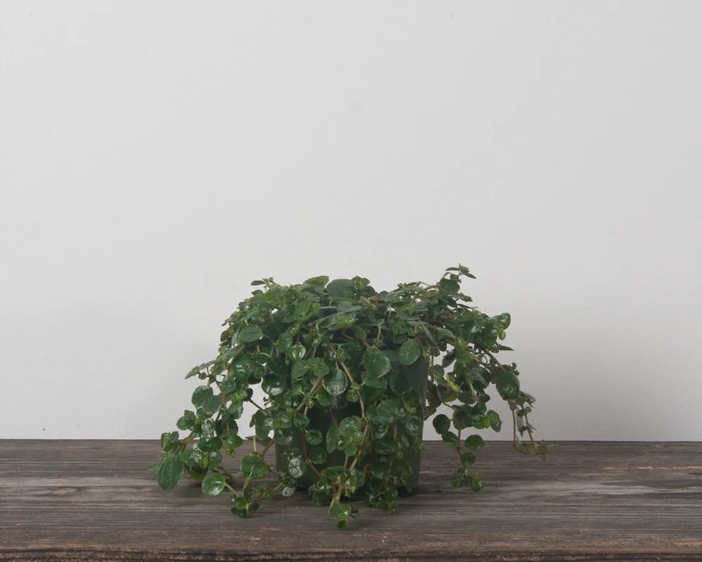 Pilea 'Kiereweed'