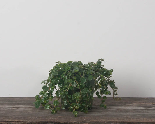 Pilea 'Kiereweed'