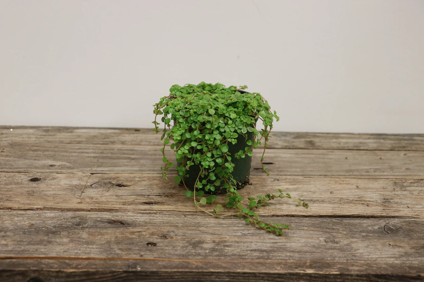 A potted Pilea 'Sao Paulo' plant with vibrant green leaves and pink to red veins, placed on a wooden surface.